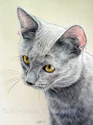 portrait du chat europen bleu chartreux.